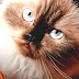 Himalayan Cat - Himalayan Cat Pics