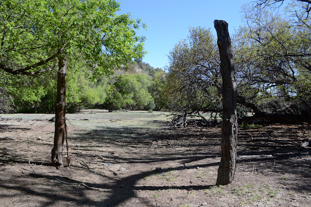 road through a decaying fence