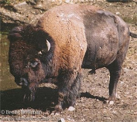 bisonte americano Bison bison