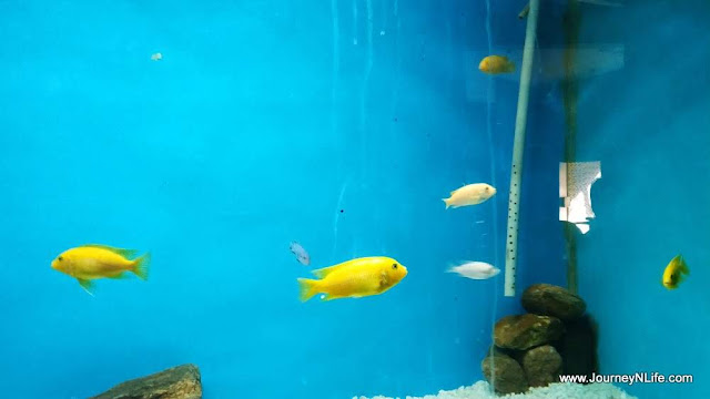 Government Aquarium, Bangalore