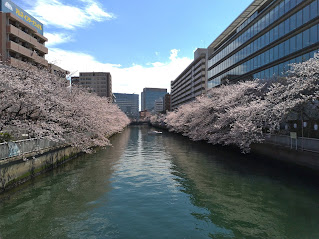 大横川さくら開花