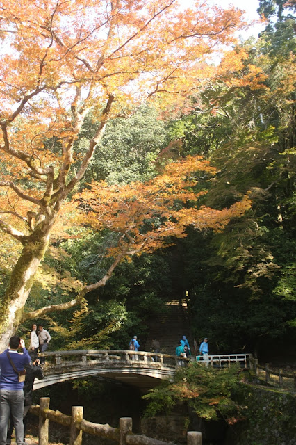 箕面公園橋邊楓樹