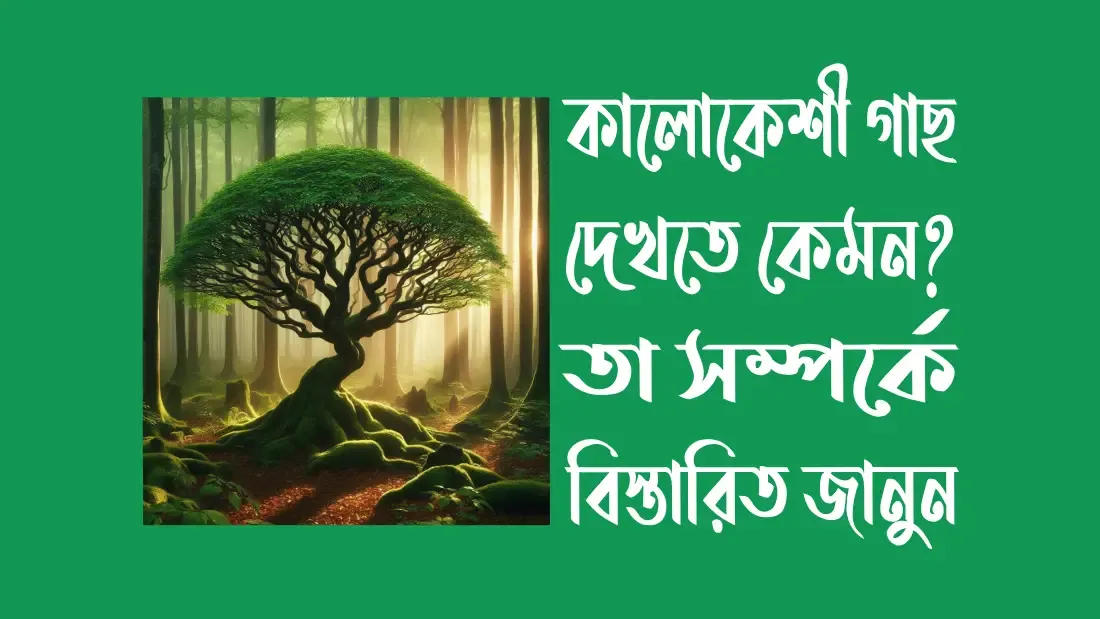 কালোকেশী-গাছ-দেখতে-কেমন