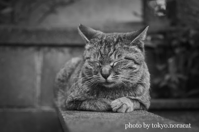 野良猫の写真