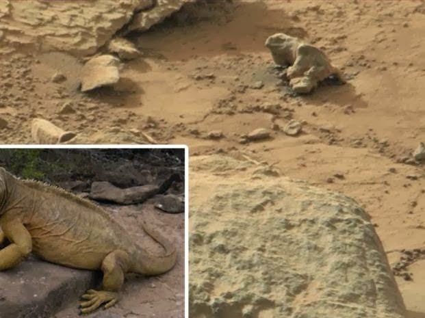 Creen ver una iguana fosilizada en la superficie de Marte ...