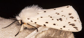 White Ermine, Spilosoma lubricipeda.  Arctiidae.  In my garden actinic light trap in Hayes on 12 June 2013.