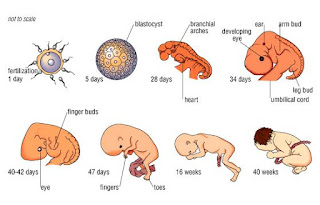  Beberapa teman mengajukan klaim kalau ada  kesesuaian nyata tanpa cela antara perkembanga Perkembangan Embrio Manusia (Sains vs Qur'an)