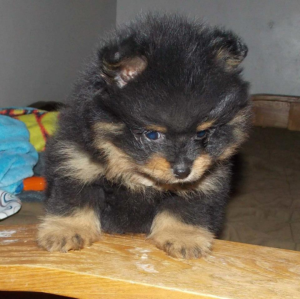 How Much Are Pomsky Puppies? - Pomsky Puppies For Sale