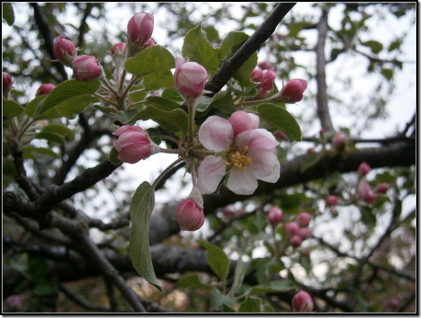 Pear (7)