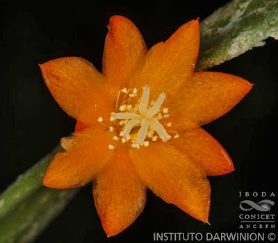 Rhipsalis monacantha