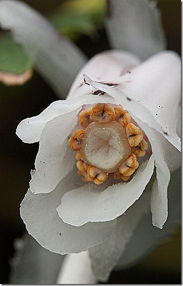 Indian_Pipe2