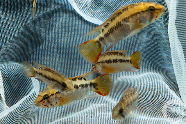 Apistogramma sp. D28