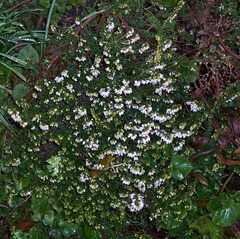 White heather - often known as Lucky Heather