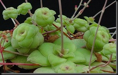 Crassula orbicularis