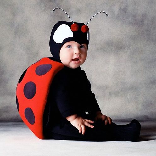 Baby ladybug