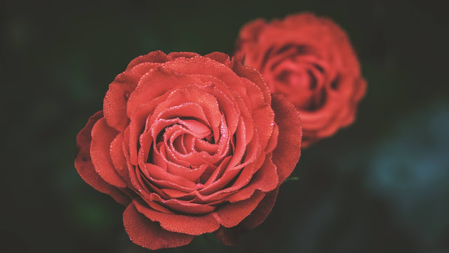 Lovely Flowers Roses HD Wallpaper