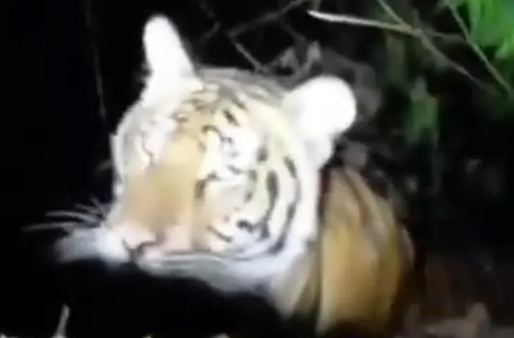 Viral Video Kemunculan Harimau Bikin Heboh Warga Pamekasan