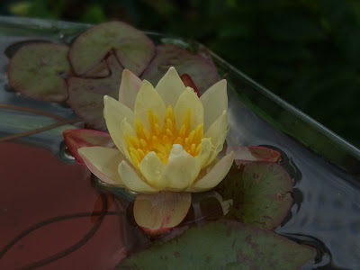 姫睡蓮の育て方 植え替え 成長 花が咲く メダカの大工