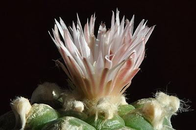 Flowering Lophophora koehresii