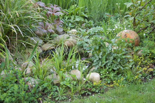 Bassin et plantes aquatiques