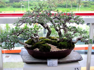 Bonsai, Mindanao, Desmodium, SM Lanang Premier, Kadayawan Festival, Home and Garden, Informal upright, Triple trunk, Cascading, Literati, Rock clasping, Slanting, Raft, One sided, Clump, Broom