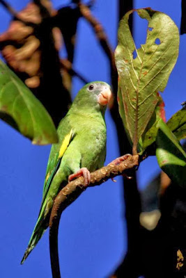 Catita veriscolor: Brotogeris versicolurus