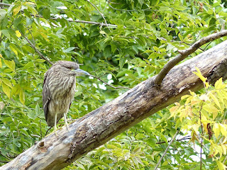 Bihoreau gris - Nycticorax nycticorax - Héron bihoreau