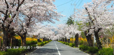 [長瀞] 北桜通りの桜並木がすごい！