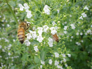 bee, beekeeping, foraging, nectar, 