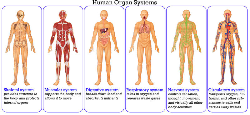 Berbagai Macam Sistem Organ Pada Manusia dan Fungsinya 