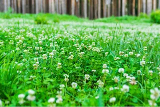 How to Plant a Clover Lawn