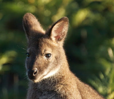 Bennett's wallaby (Macropus rufogriseus)