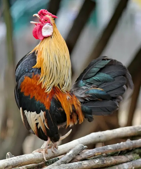 aprende ingles gallo corral gallinero cacarea cada dia temprano