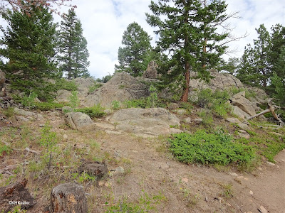 Prostrate juniper in the Rocky Mountain forest