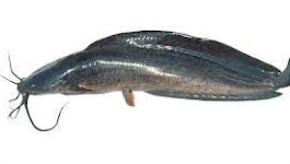 IKAN LELE Pengertian, Klasifikasi, jenis – jenis, Budidaya