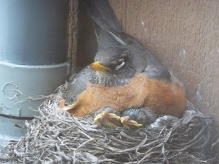 mamma and 2 beaks