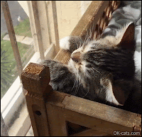 Cute Kitten GIF • Tired kitty with heavy head tries not to fall asleep but fails Zzzz Zzzz