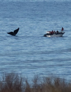 La cola de ballena fura del agua, en Península Valdés Tailing