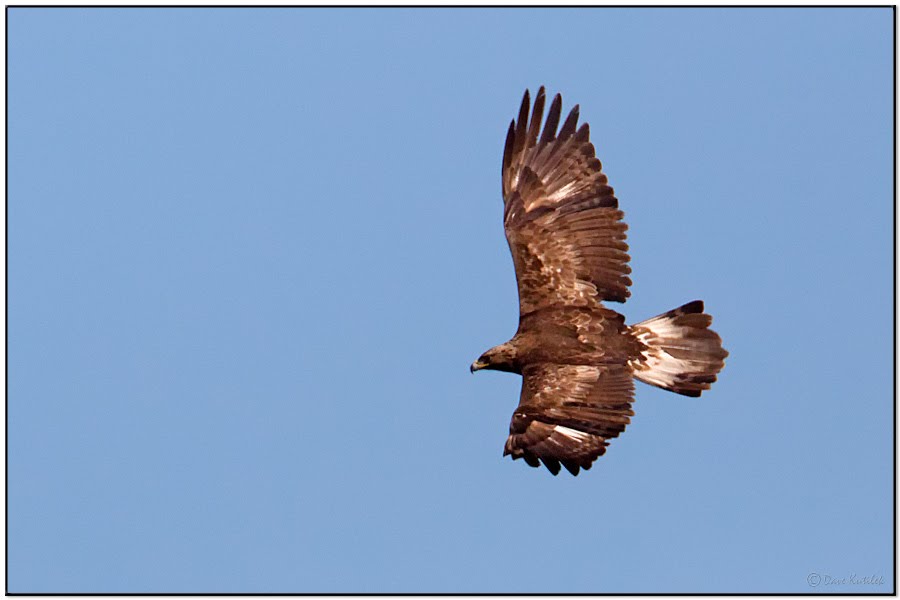 golden eagle in flight. Golden Eagle in Flight