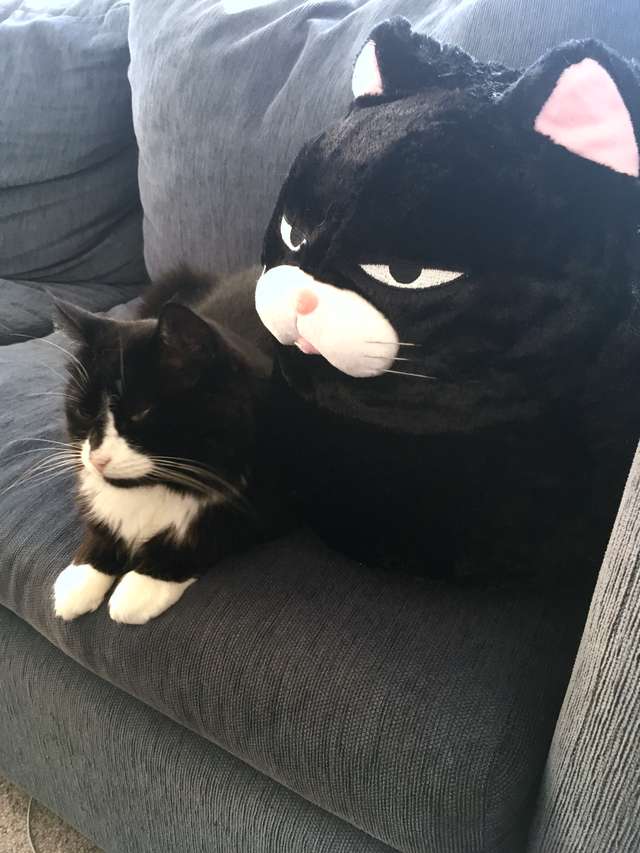 Cat Fell In Love With A Pillow That Looks Just Like Him
