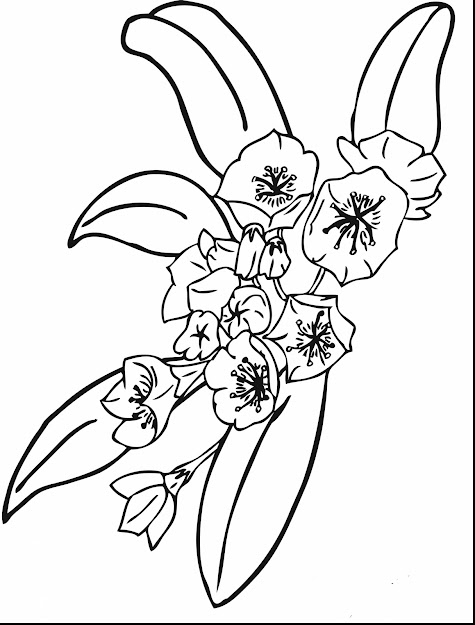 Magnificent Printable Flower Coloring Pages With Printable Flower Coloring  Pages And Printable Hawaiian Flower Coloring Pages