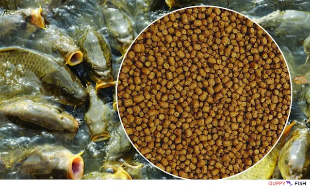organic fish food for aquaponics