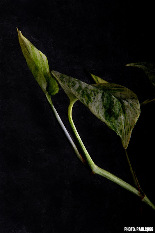 money plant. Money Plant. Labels: mix