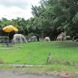 View album