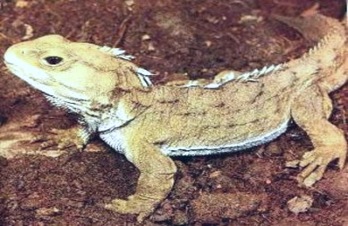 primitive-reptile — Sphenodon-tuatara-