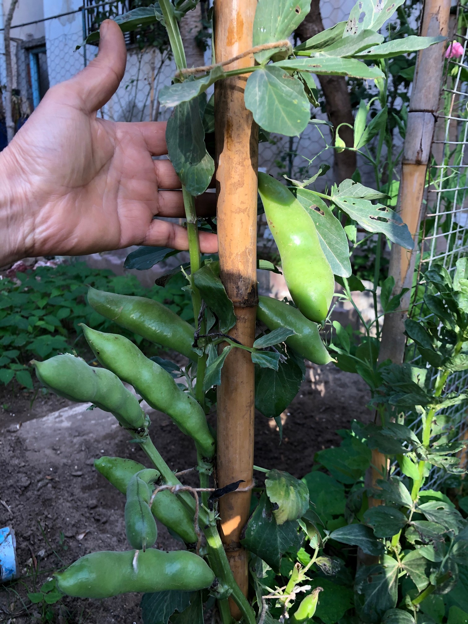 Broad beans are a wonderful crop to grow in the garden. They are a delicious and nutritious food, and they add nitrogen to your garden soil. Boad beans are commonly grown as a cover crop and to fix nitrogen in the soil for spring planting. If you start sowing the seeds in early spring, the crop will be ready to harvest by late summer. These easy-to-grow beans produce an abundance of tasty beans.