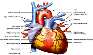 heart image