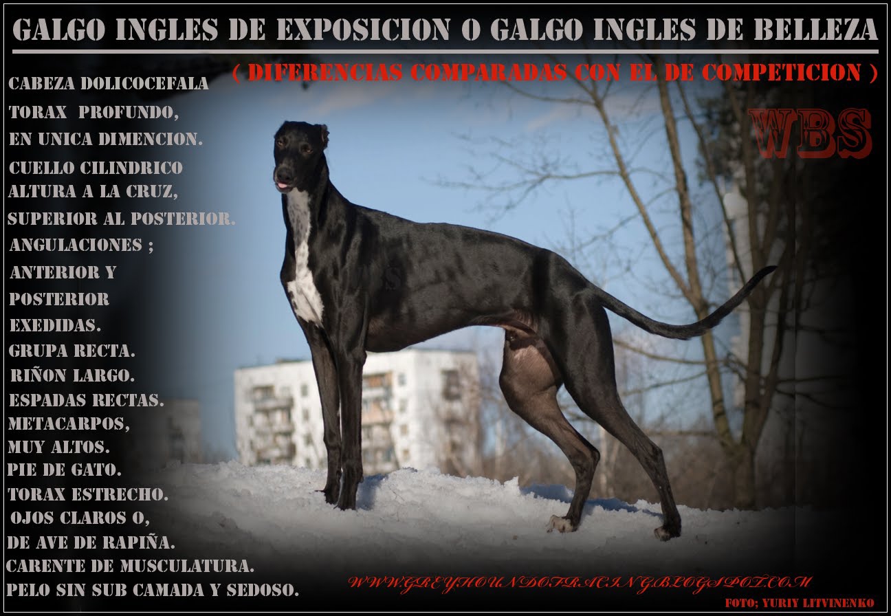 EL GALGO INGLES DE BELLEZA, COMPARADO CON EL DE COMPETICION O RACING.