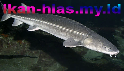 Ikan Hias Air Tawar Besar