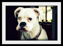 Our "Children" <br> Giavannah :: Boxer